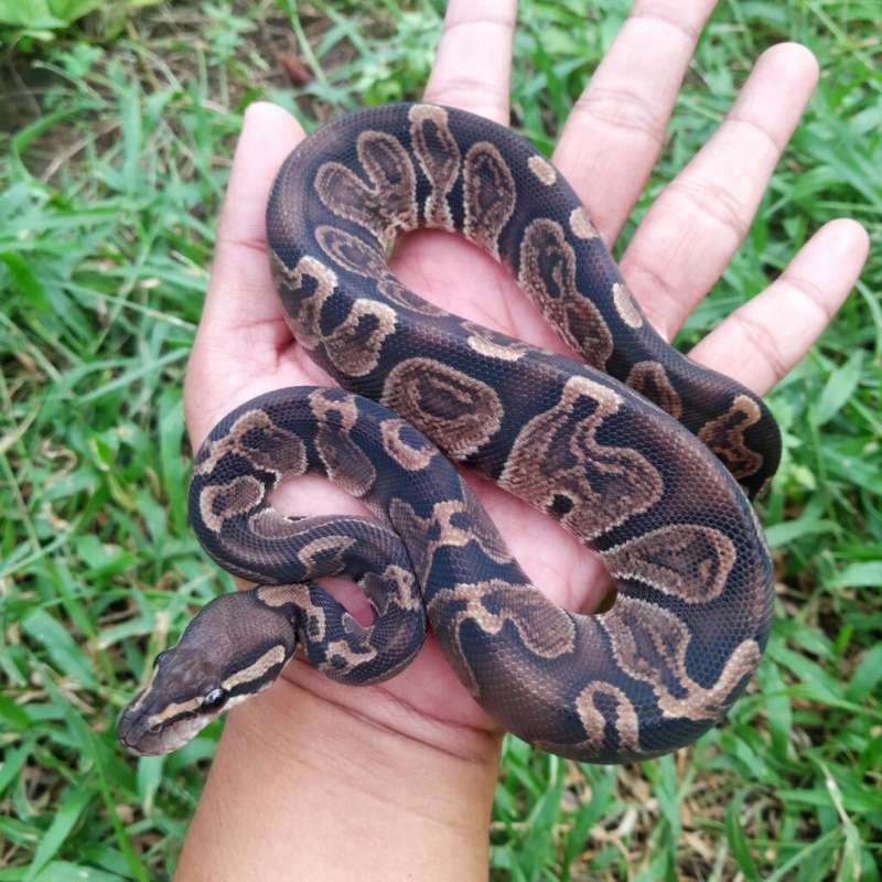 Ball Python GHI
