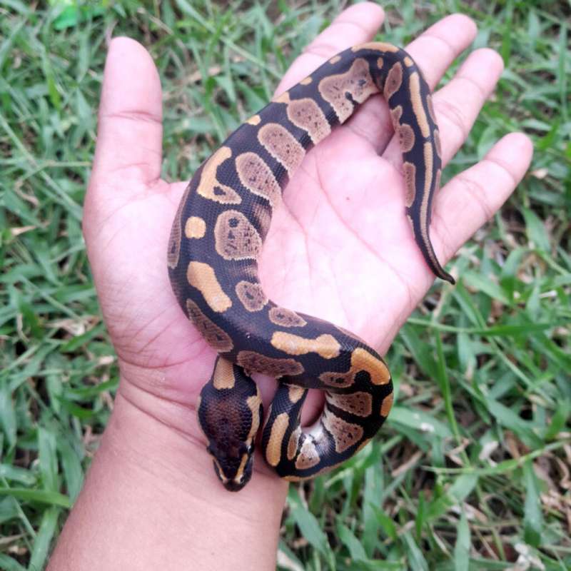 Ball Python Normal Double Het Hypo Pied