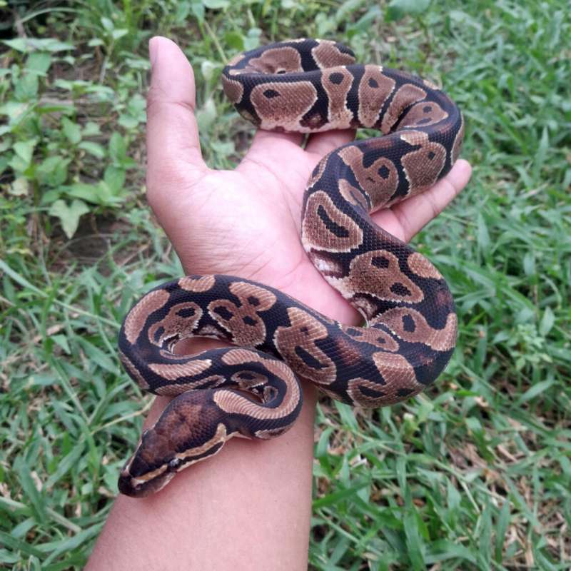 Ball Python Yellow Belly