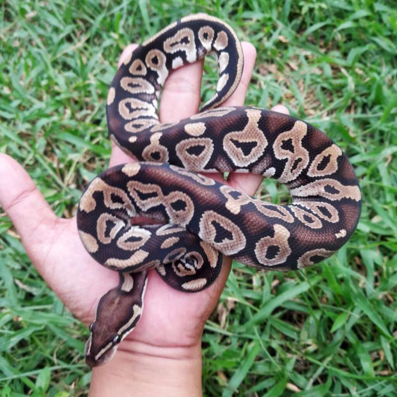 Ball Python Phantom