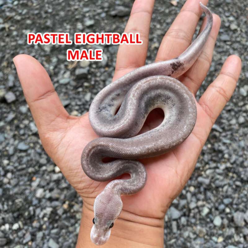 Ball Python Pastel Eightball
