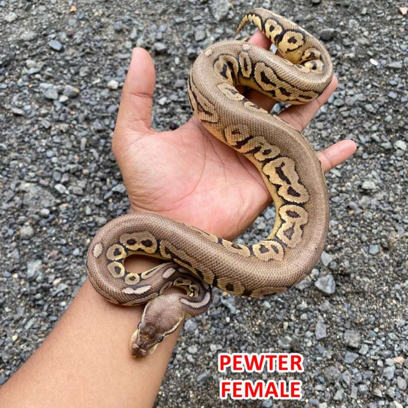 Ball Python Pewter