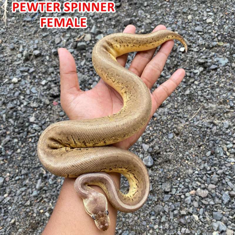 Ball Python Pewter Spinner