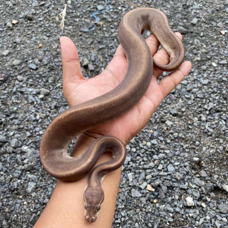 Ball Python Super Cinnamon Spider