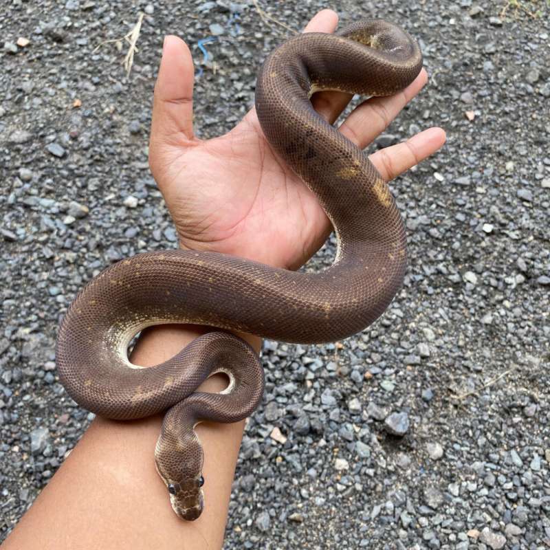 Ball Python Pastel Eightball