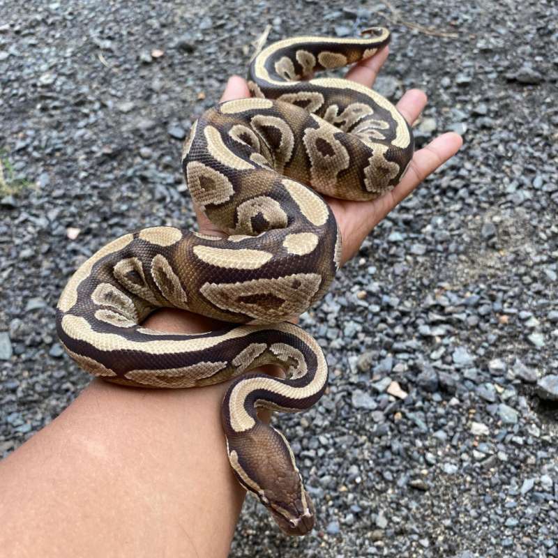Ball Python Mojave Specter/Yb