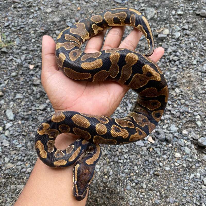 Ball Python Normal