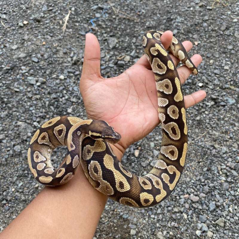 Ball Python Mojave