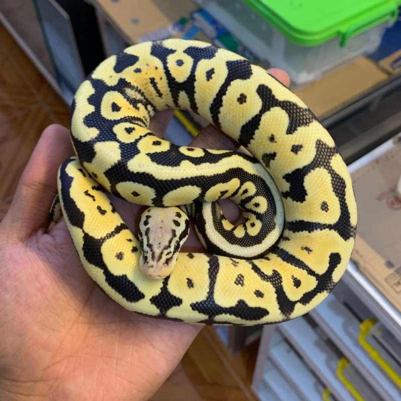 Pastel spotnose desert ghost 66% het clown.