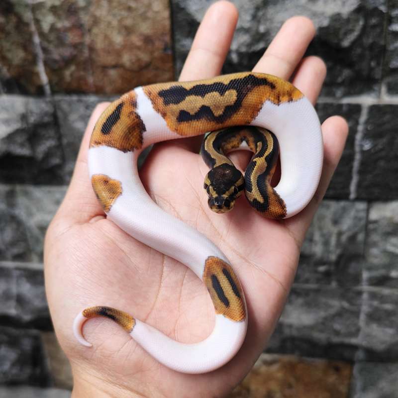 F Pied ph Lavender