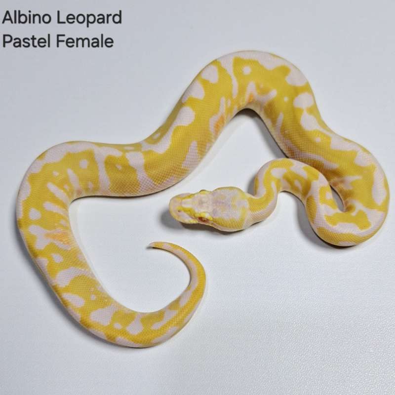 Albino Leopard Pastel Female