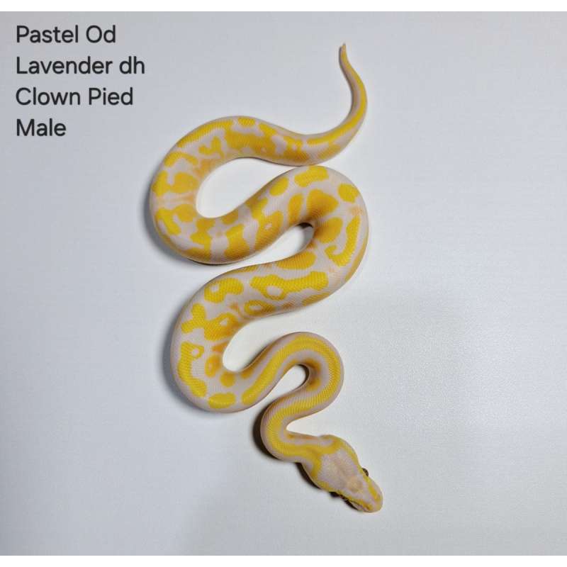 Pastel OD Lavender dh Clown Pied Male