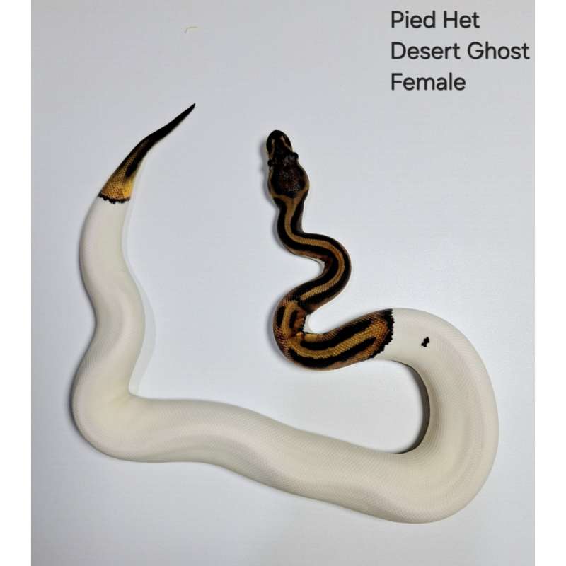 Pied Het Desert Ghost Female