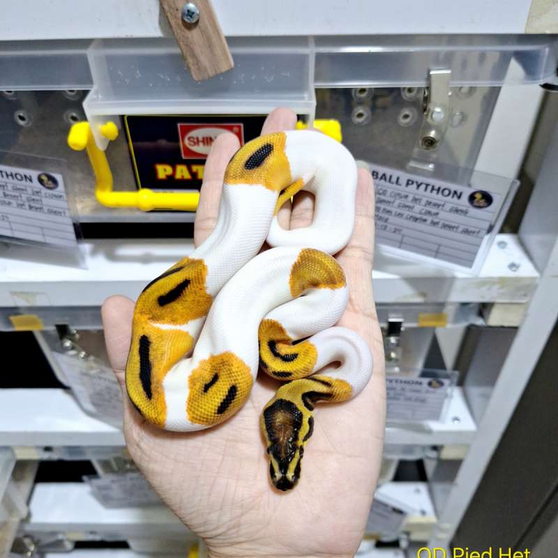 OD Pied Het Lavender 50% Het Clown