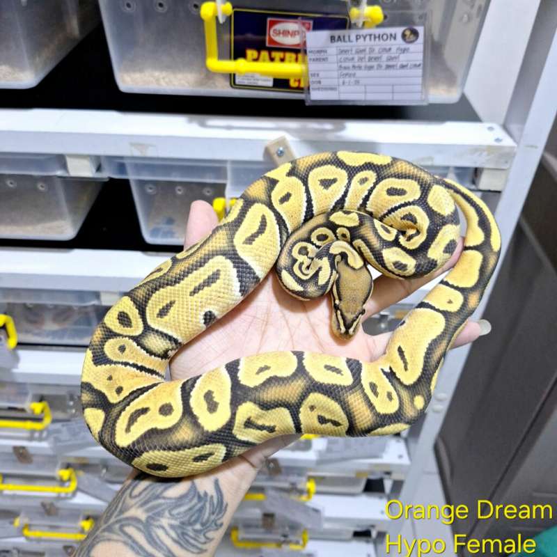 OD Hypo Female