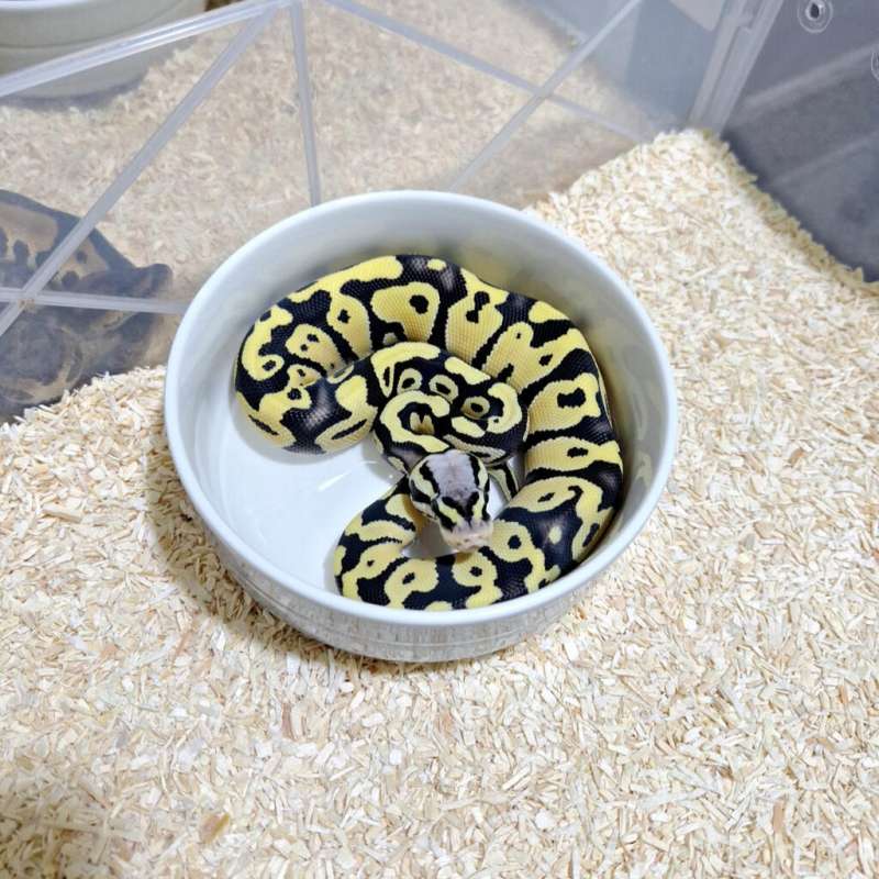 Pastel Desert Ghost Het Clown Female