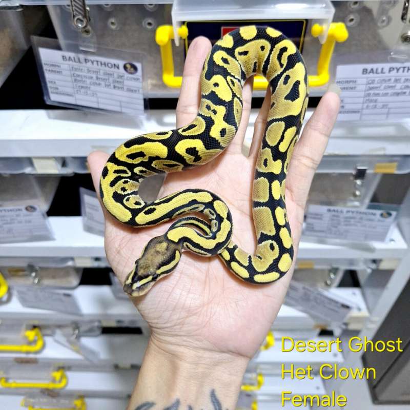 Desert Ghost Het Clown Female