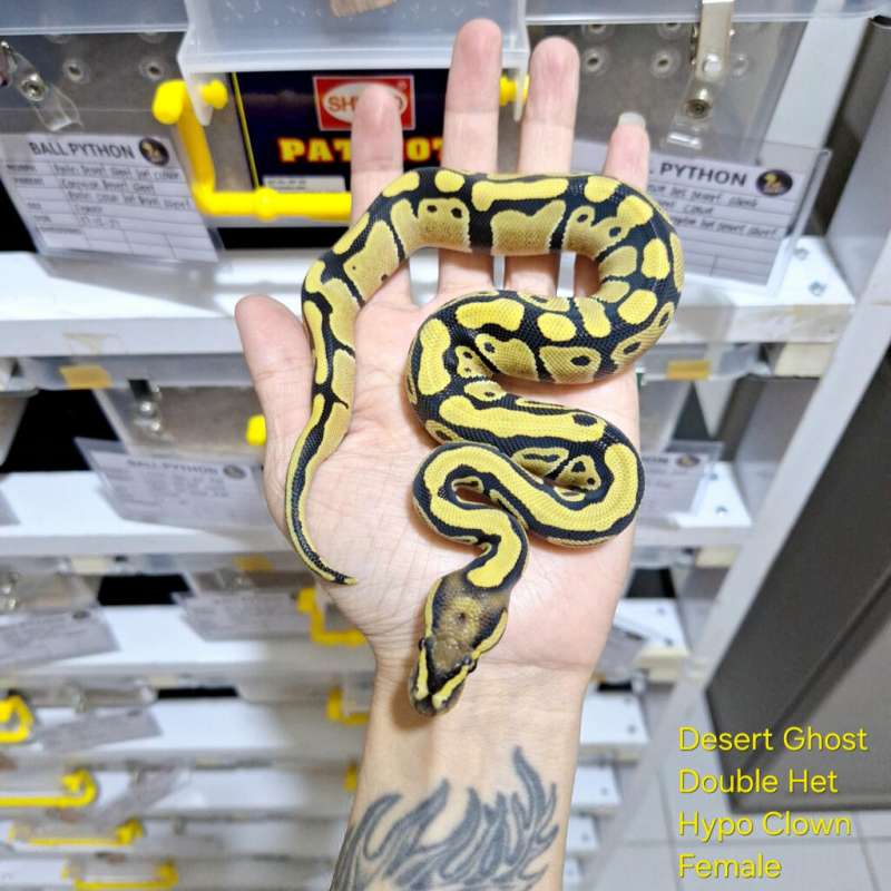 Desert Ghost Double Het Hypo Clown Female