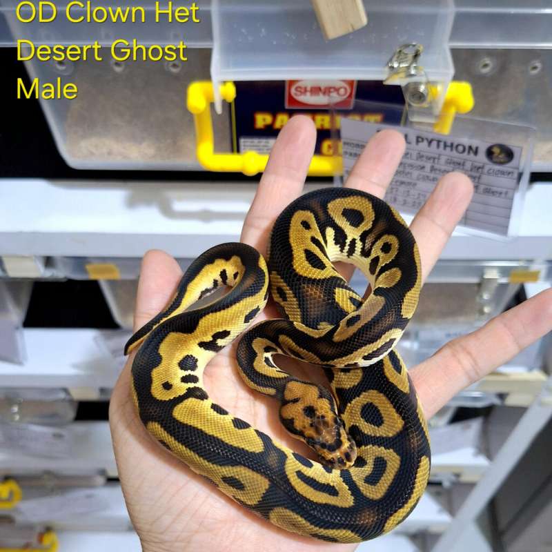 Orange Dream Clown Het Desert Ghost