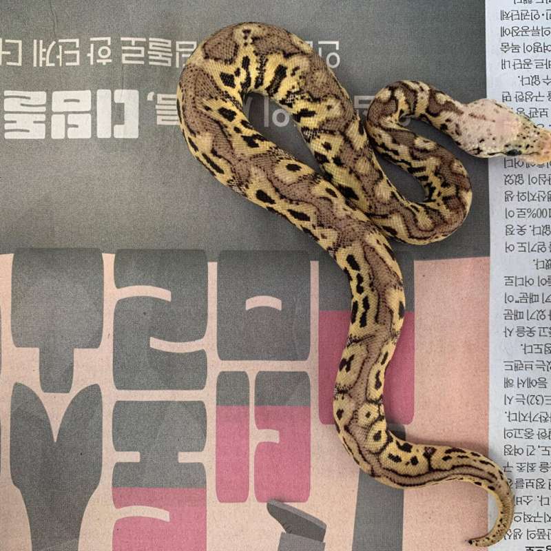 Ball Python Pastel Spotnose Clown