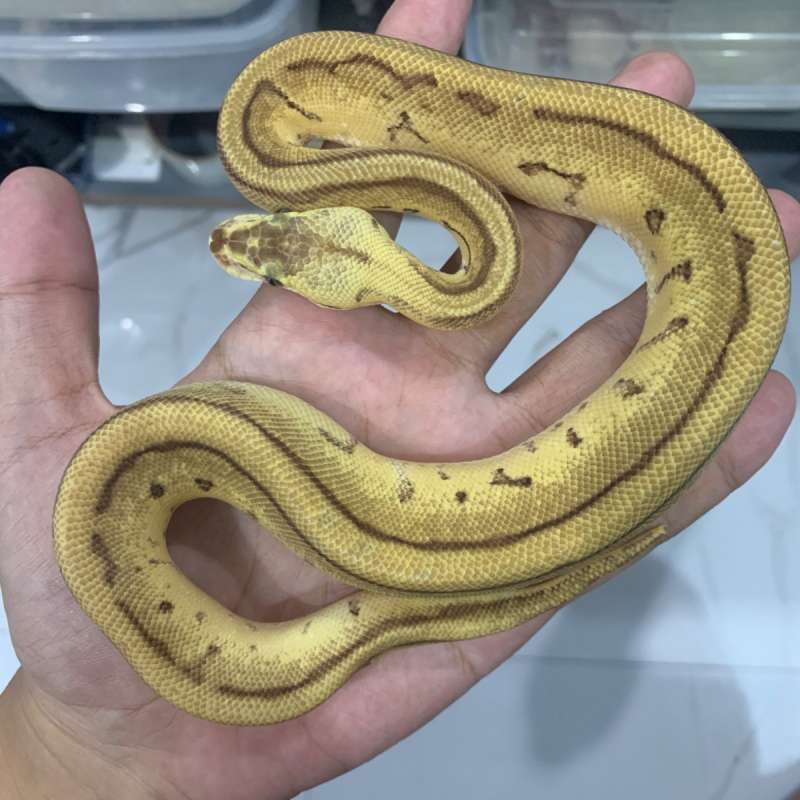 0.1 Leopard Lemonblast DH Desert Ghost Hypo