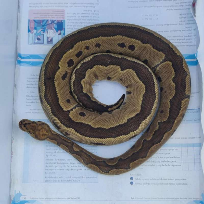 Enchi Leopard Clown Jumbo Proven