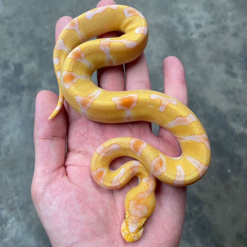 enchi lavender clown