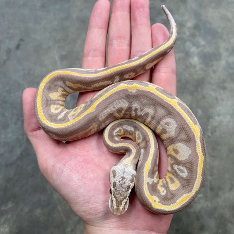 banana blackhead leopard yb/gravel ph clown
