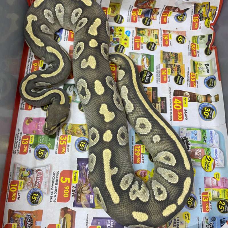 chocolate mojave hypo