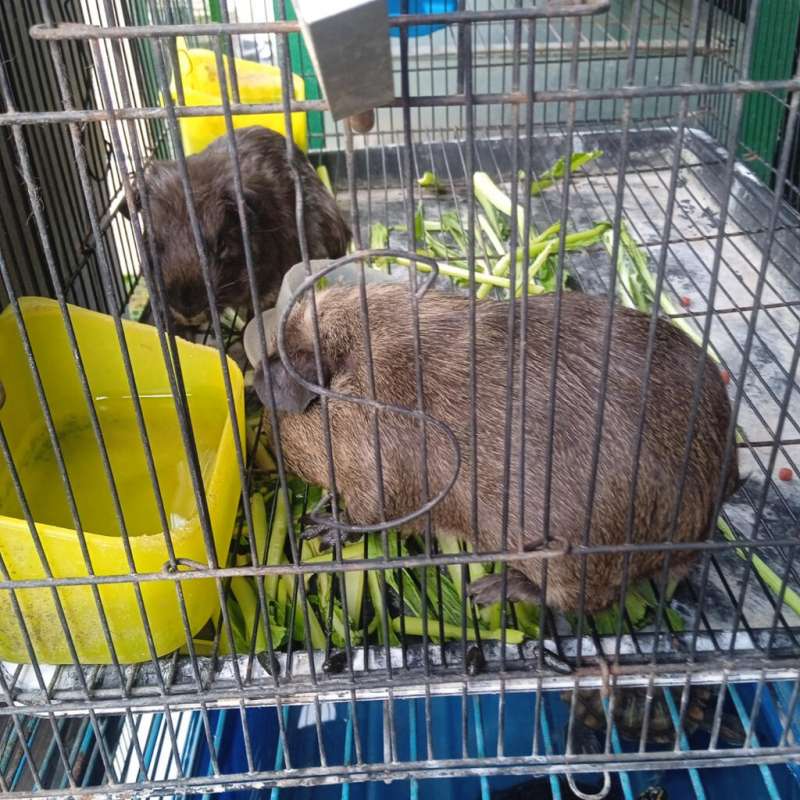 Guinea pig