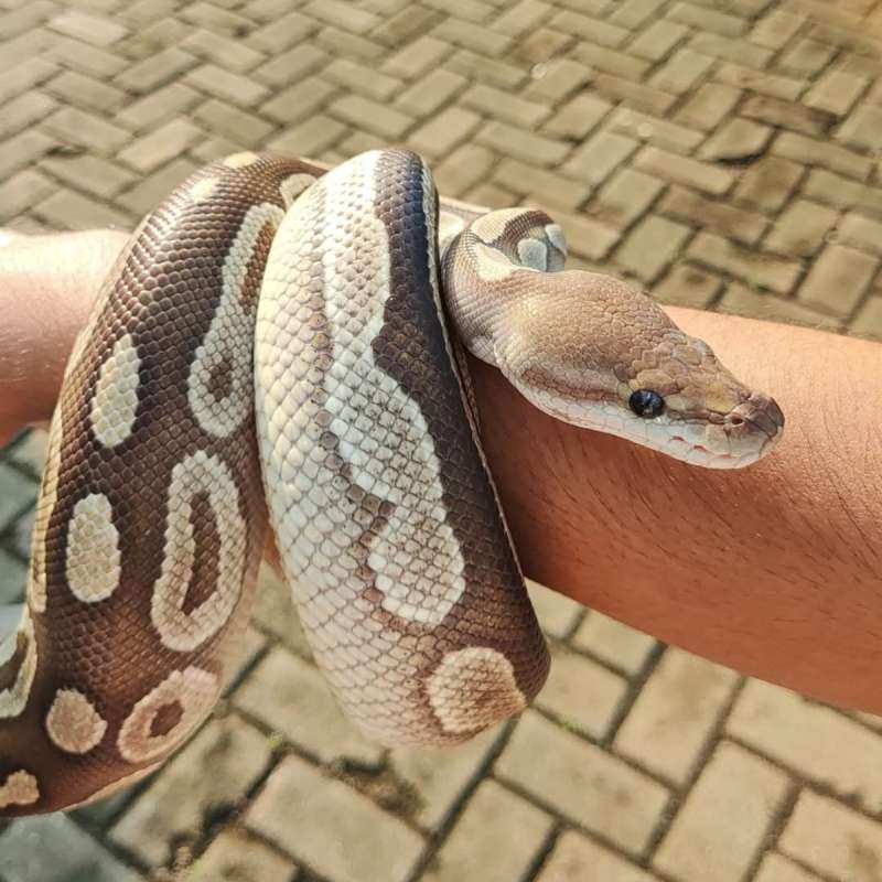 Ball Python Mojave Cinamon (♀️) Proven