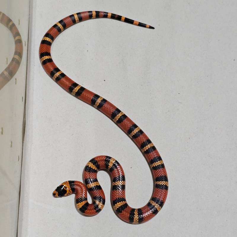 Ms Honduran Tangerine het Albino