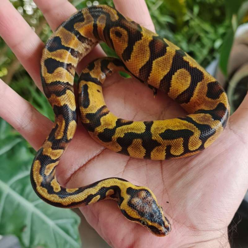 Enchi Yellow Belly Pastel Het Clown