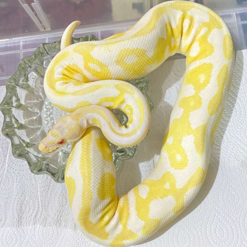 Female Leopard Albino DOB 2023 👍