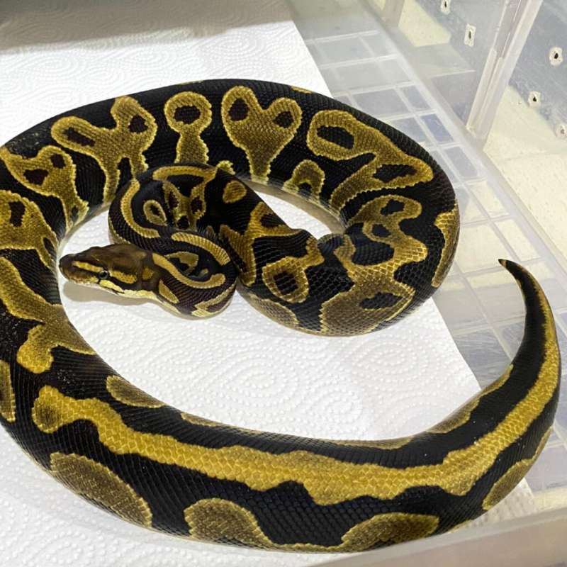 Leopard het Lavender 66% het Pied DOB 2023 👍