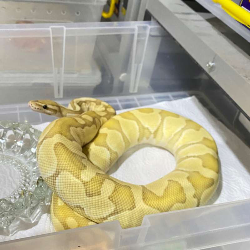 Male Banana Lesser YB DOB 2020