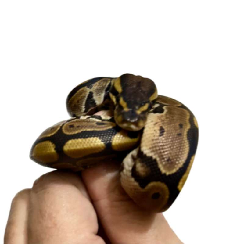 Ballpython Normal Baby