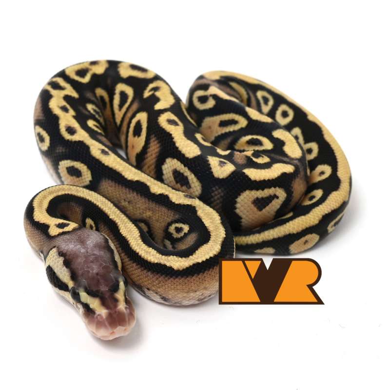 [RARE] F Pastel Cypress Yellow Belly het Clown 50% het Hypo [24C1205] [Video di Deskripsi]