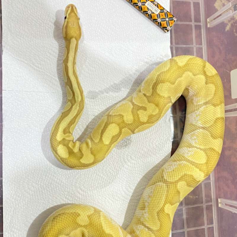 Male Banana Lesser Sugar