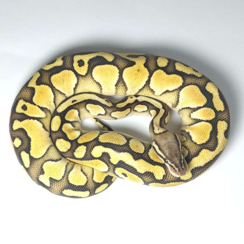 BUTTER PASTEL 50% HET ALBINO WARNA CERAH KOTRAS