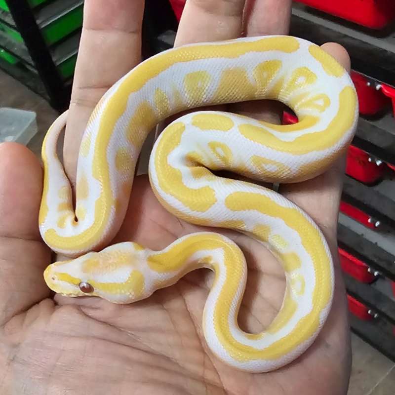 MOJAVE LAVENDER HET PIED POSS HET CLOWN