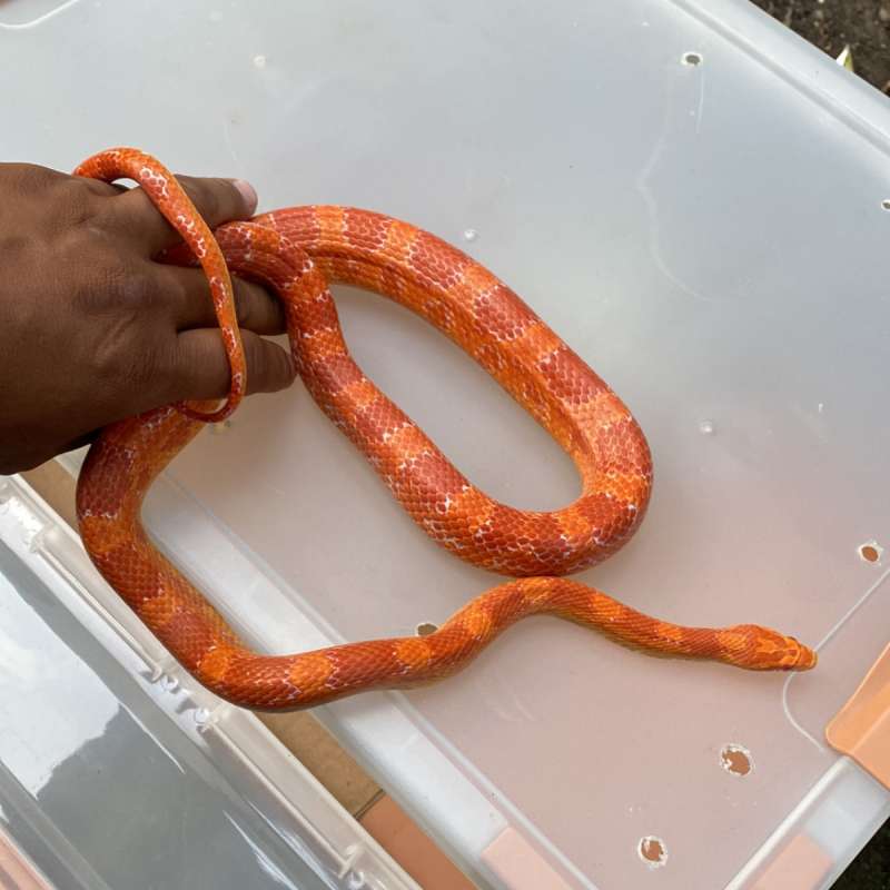 Cornsnake amelanistic