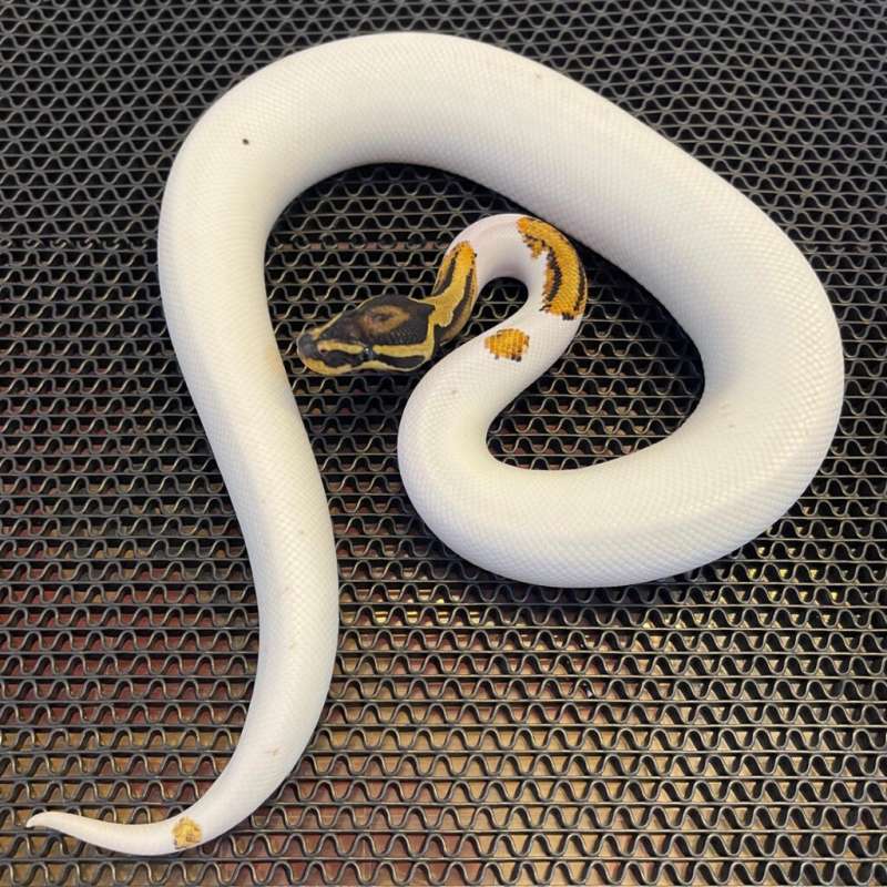 Orange dream yellow belly pied.