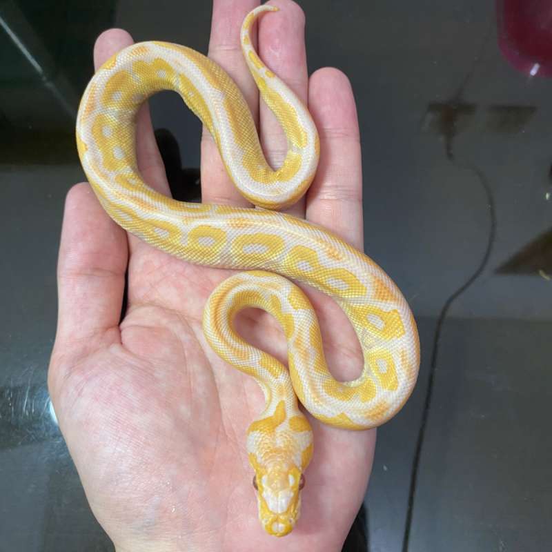 lavender clown poss mojave