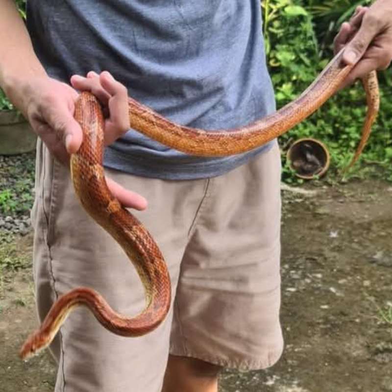 Cs male dewasa/jumbo normal