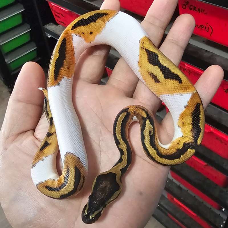 PIED HET LAVENDER POSS HET CLOWN