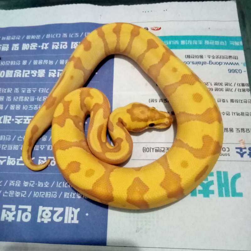 Banana enchi poss yb het clown