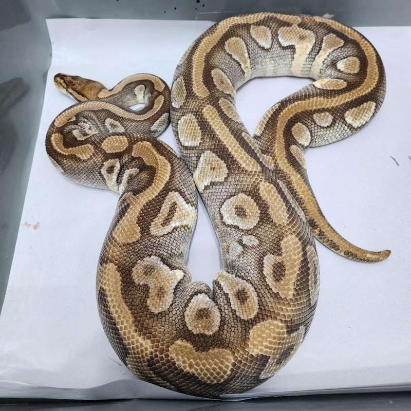 F Phantom Enchi Pastel het Clown Proven JUMBO
