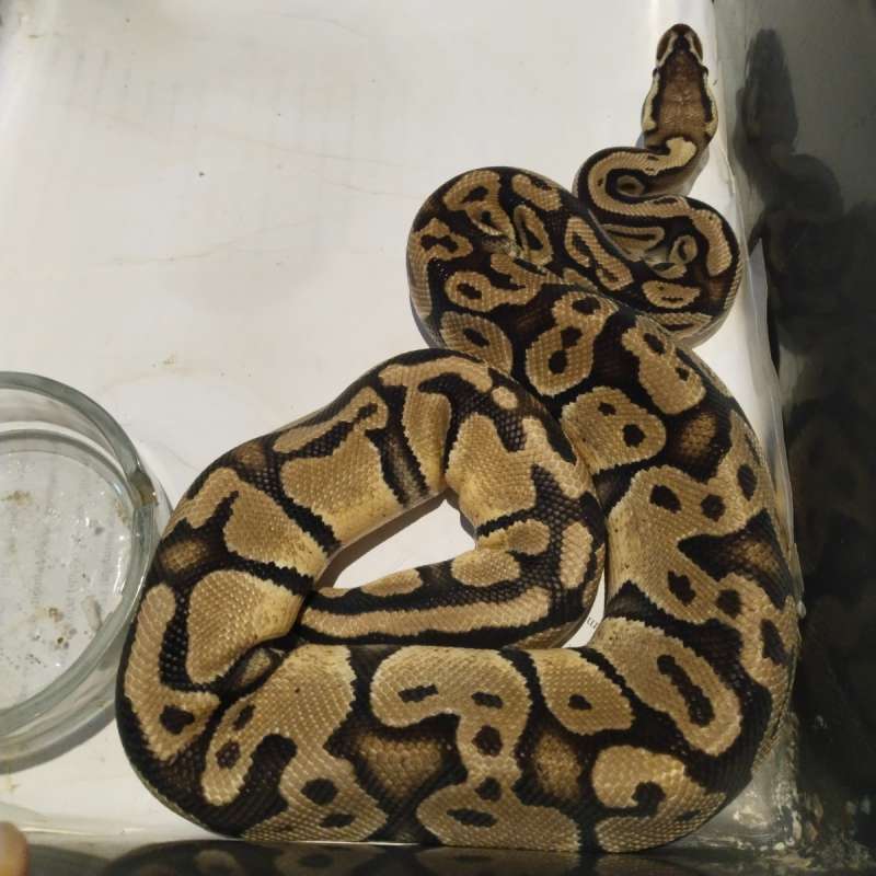 Adult Female Pastel het Axantic