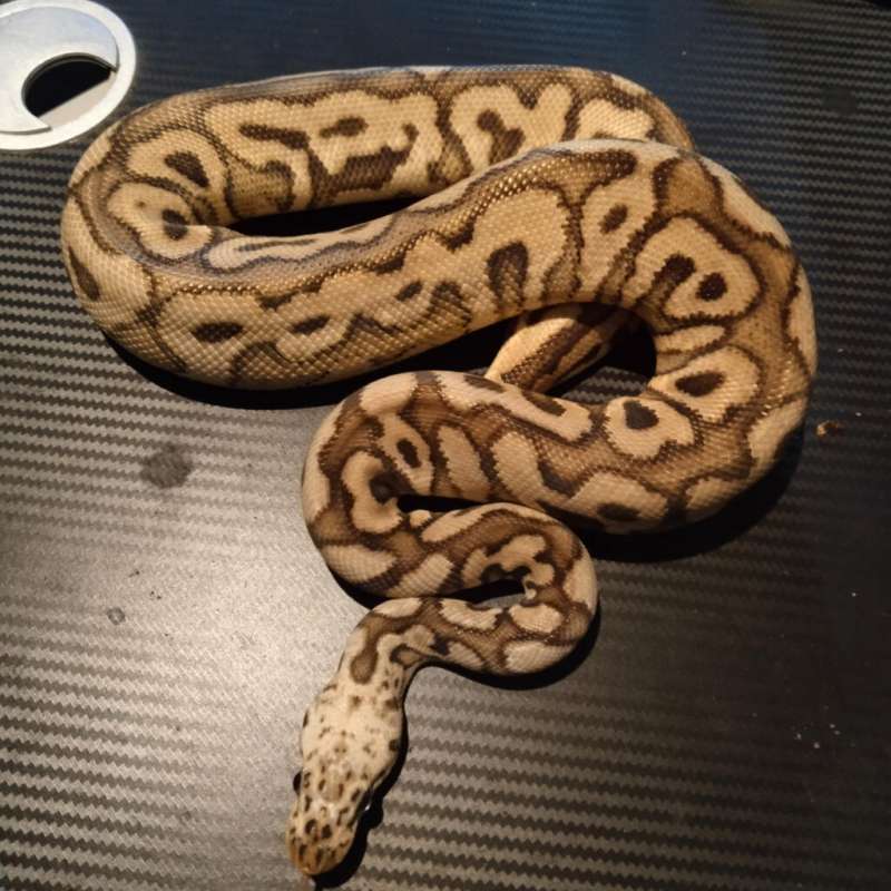 Premium Female Spotnose Pastel Clown ph DG